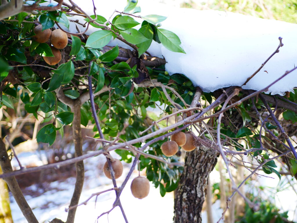 雪の中でキウイ収穫